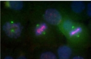 NB100-267 - Aurora kinase A