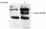 NB100-226 - BRCA1 / RNF53