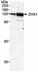 NB600-244 - ZHX1