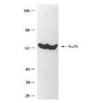 NB100-336 - XRCC6 / Ku70