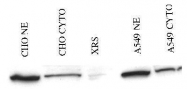 NB100-503 - XRCC5 / Ku80 / Ku86