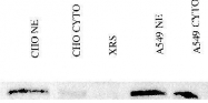 NB100-508 - XRCC5 / Ku80 / Ku86