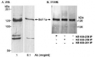 NB600-258 - Bcl-11A