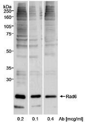 NB100-554 - UBE2A / RAD6A