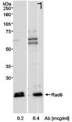 NB100-553 - UBE2A / RAD6A
