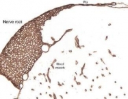 NB300-144 - Laminin