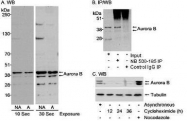 NB500-185 - Aurora kinase B