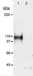 NB100-479 - HIF1A / HIF1 alpha