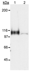 NB100-449 - HIF1A / HIF1 alpha