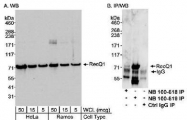 NB100-619 - RecQ1 / RECQL
