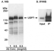 NB100-513 - USP7 / HAUSP