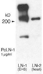 NB300-144 - Laminin