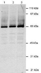 NB200-167 - LANA2 / vIRF-3