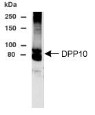 NB100-645 - DPP10 / DPRP3
