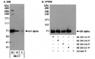 NB200-347 - Estrogen receptor alpha