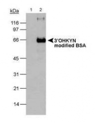 NB100-597 - 3-hydroxykynuenine / 3-OHKYN