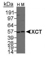 NB300-318 - XCT / SLC7A11
