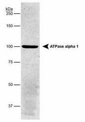 NB300-146 - ATP1A1