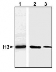 NB500-171 - Histone H3