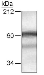 NB600-223 - HDAC10