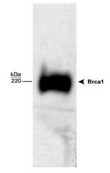 NB100-199 - BRCA1 / RNF53