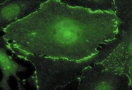 NB600-336 - c-Myc Epitope Tag (EQKLISEEDL)