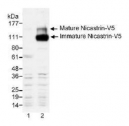 NB600-381 - Pk (V5) Epitope Tag (GKPIPNPLLGLDST)