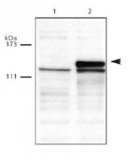 NB100-265 - DNMT3A