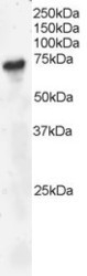 NB100-804 - B-cell linker protein / BLNK