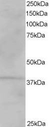 NB100-1386 - VPS26A