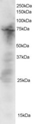NB100-838 - DOK3
