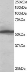 NB100-1371 - KPNA2 / Importin alpha-2