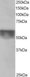 NB100-1374 - KPNA4 / Importin alpha-4