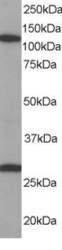 NB100-1081 - RanBP7 / Importin-7