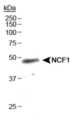 NB100-790 - NCF1