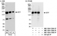 NB100-1706 - BCLAF1 / BTF