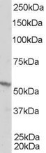 NB100-1467 - RXR-beta / RXRB