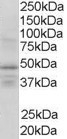 NB100-1468 - RXR-gamma / RXRG