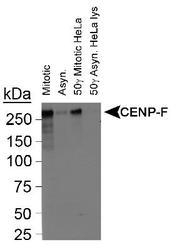 NB500-101 - CENP-F