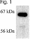 NB300-560 - Estrogen receptor alpha