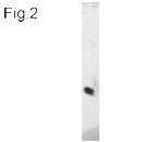 NB300-510 - VAMP-3 / Synaptobrevin-3