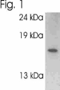 NB300-595 - VAMP-2 / Synaptobrevin-2
