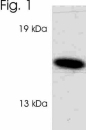NB300-627 - VAMP-1 / Synaptobrevin-1