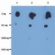 NB500-337 - HIV-1