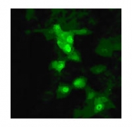 NB100-1933 - Influenza A H5N1