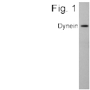 NB300-726 - DYNC1I1