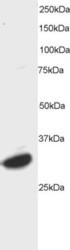 NB300-899 - ATF7