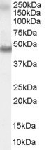 NB300-969 - RAR-alpha / RARA