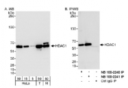 NB100-2241 - HDAC1