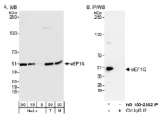 NB100-2262 - EEF1G